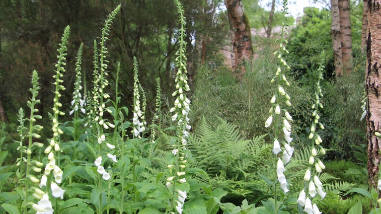 Long white flowers set amongst tall silver barked trees